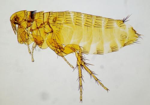 Ctenophthalmus baeticus arvernus